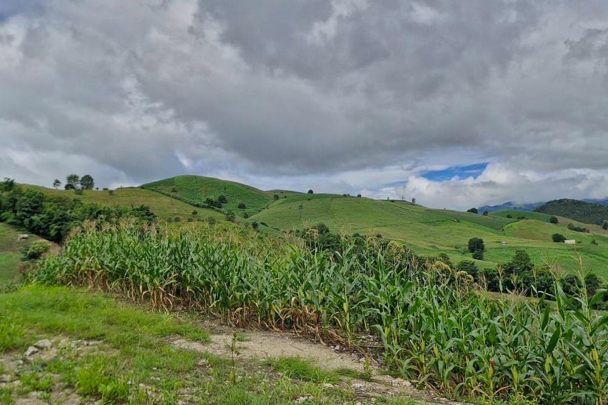 Chiang Mai-farmers-point-out-that-corn-prices-are-falling-but-production-costs-are-high-and-urge-the-government-to-quickly-solve-the-problem-SPACEBAR-Photo03.jpg