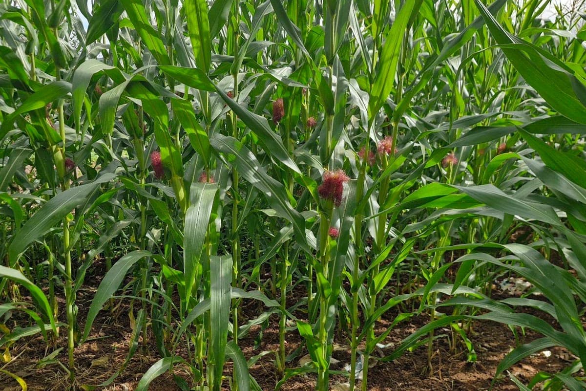 Chiang Mai-farmers-point-out-that-corn-prices-are-falling-but-production-costs-are-high-and-urge-the-government-to-quickly-solve-the-problem-SPACEBAR-Photo04.jpg