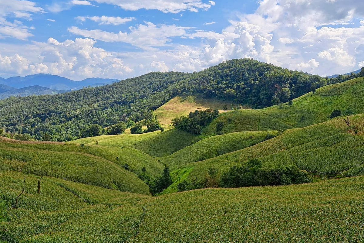 Chiang Mai-farmers-point-out-that-corn-prices-are-falling-but-production-costs-are-high-and-urge-the-government-to-quickly-solve-the-problem-SPACEBAR-Photo05.jpg