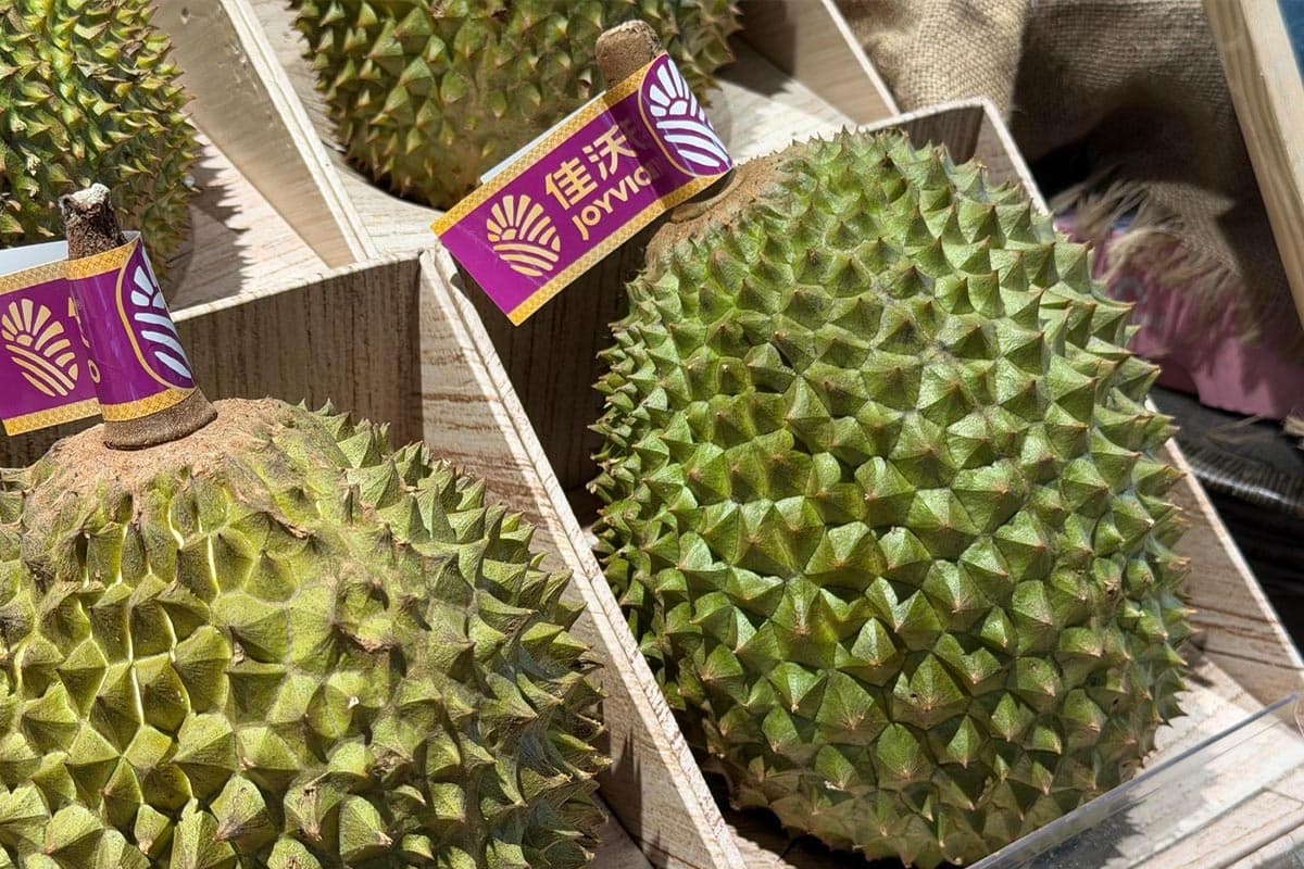 China-durian-import-market-surges- focusing-on-quality-and-systems-ASEAN-accelerates-adjustments-to-compete-SPACEBAR-Photo05.jpg