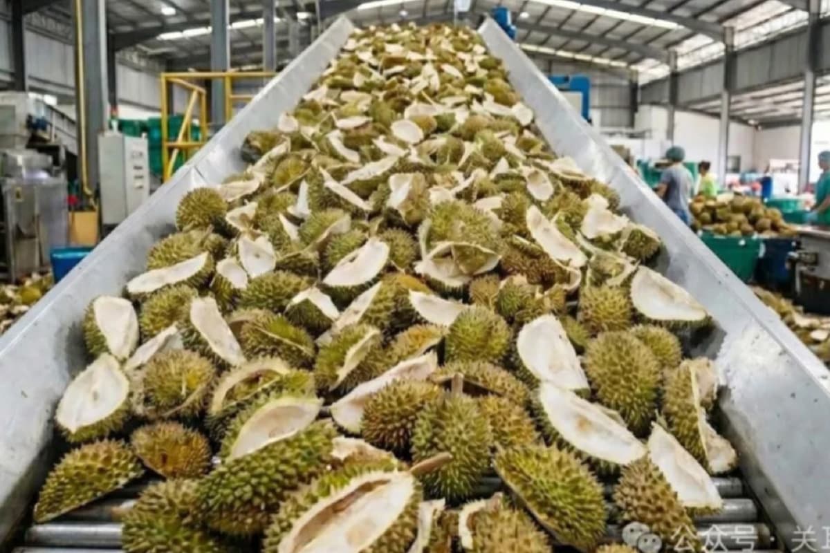 China-is-developing-a-recycling-business-using-durian-peel-waste-to-generate-income-SPACEBAR-Photo01-1.jpg