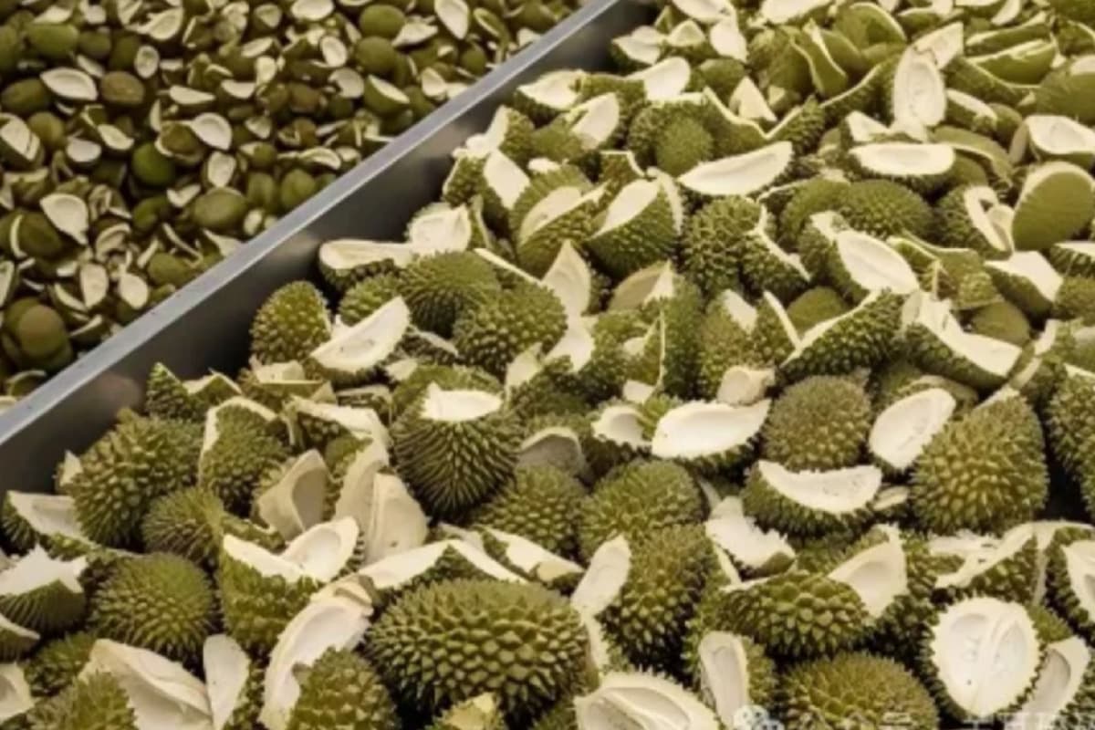 China-is-developing-a-recycling-business-using-durian-peel-waste-to-generate-income-SPACEBAR-Photo02-1.jpg