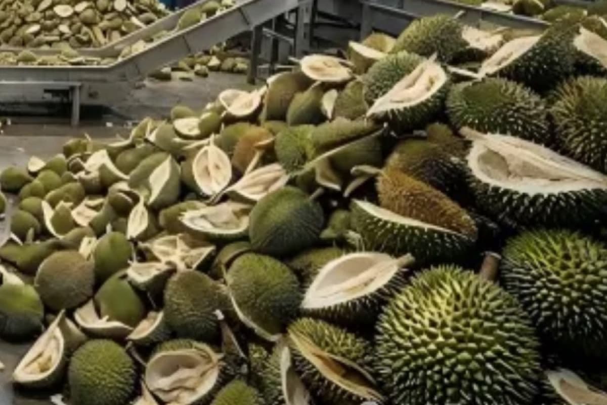 China-is-developing-a-recycling-business-using-durian-peel-waste-to-generate-income-SPACEBAR-Photo03.jpg