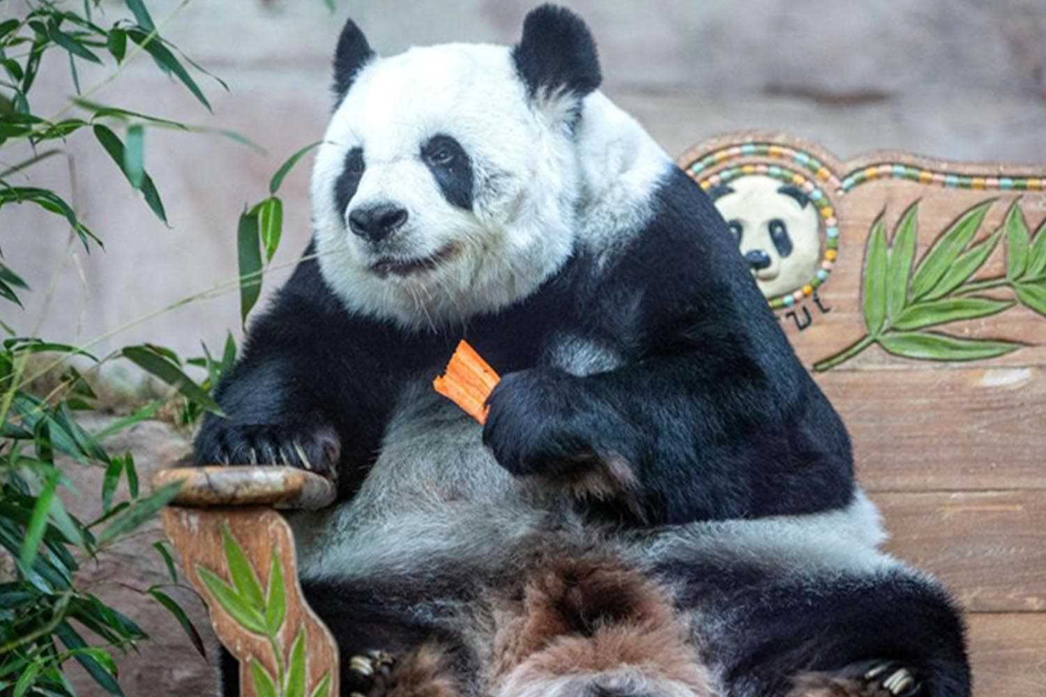 China_join_cause_death_panda_Lin_Hui_SPACEBAR_Hero_2d47c7cb2e.jpeg