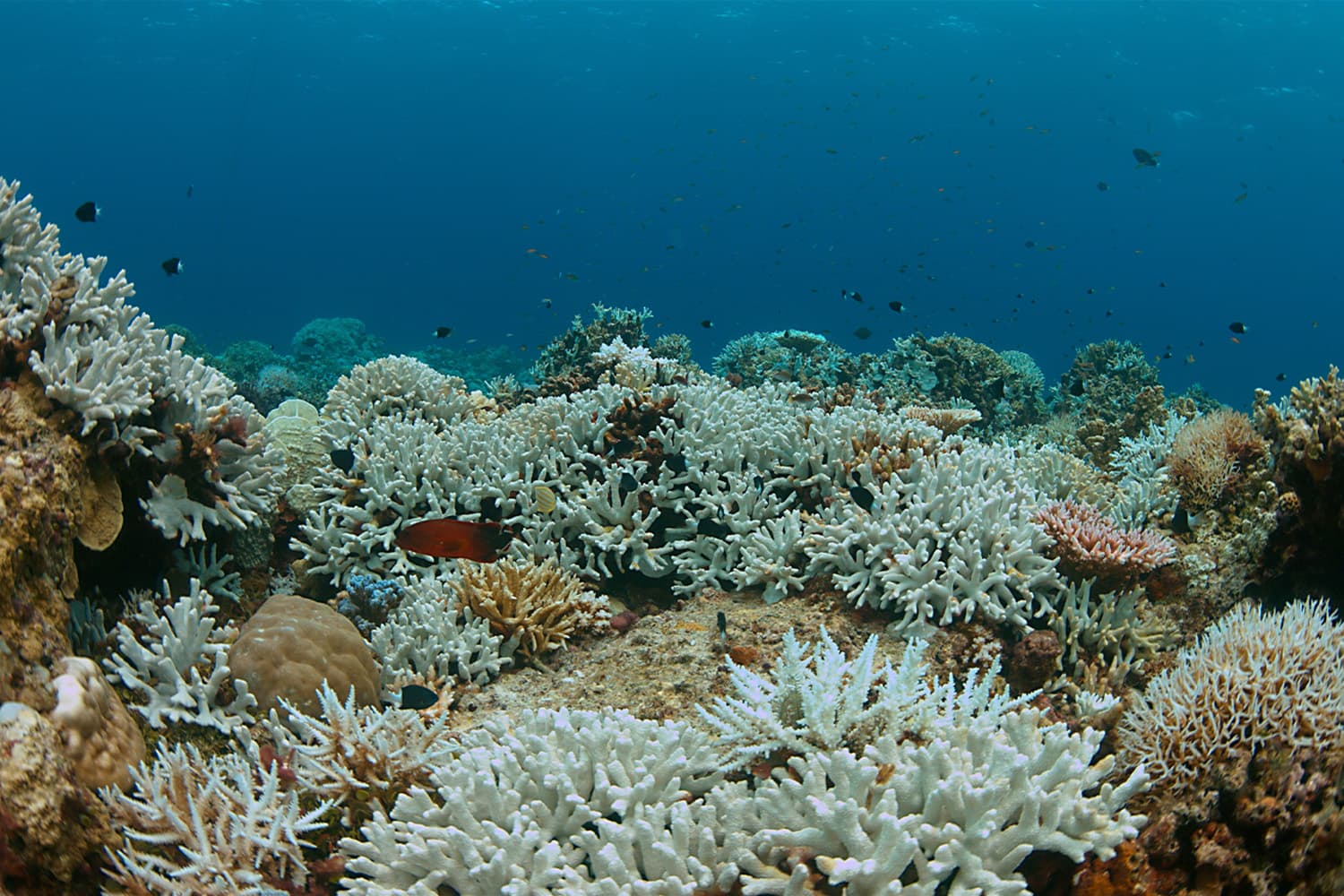 Coral_reef_around_the_world_bleaching_could_become_worst_SPACEBAR_Hero_cfbcc73bbb.jpg