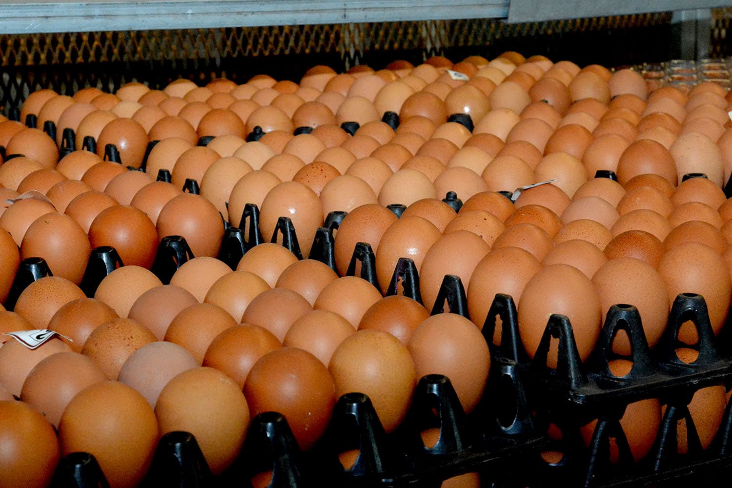DIT_egg_Loei_expensive_production_cost_farmers_chickens_SPACEBAR_Hero_793a2371ed.jpeg