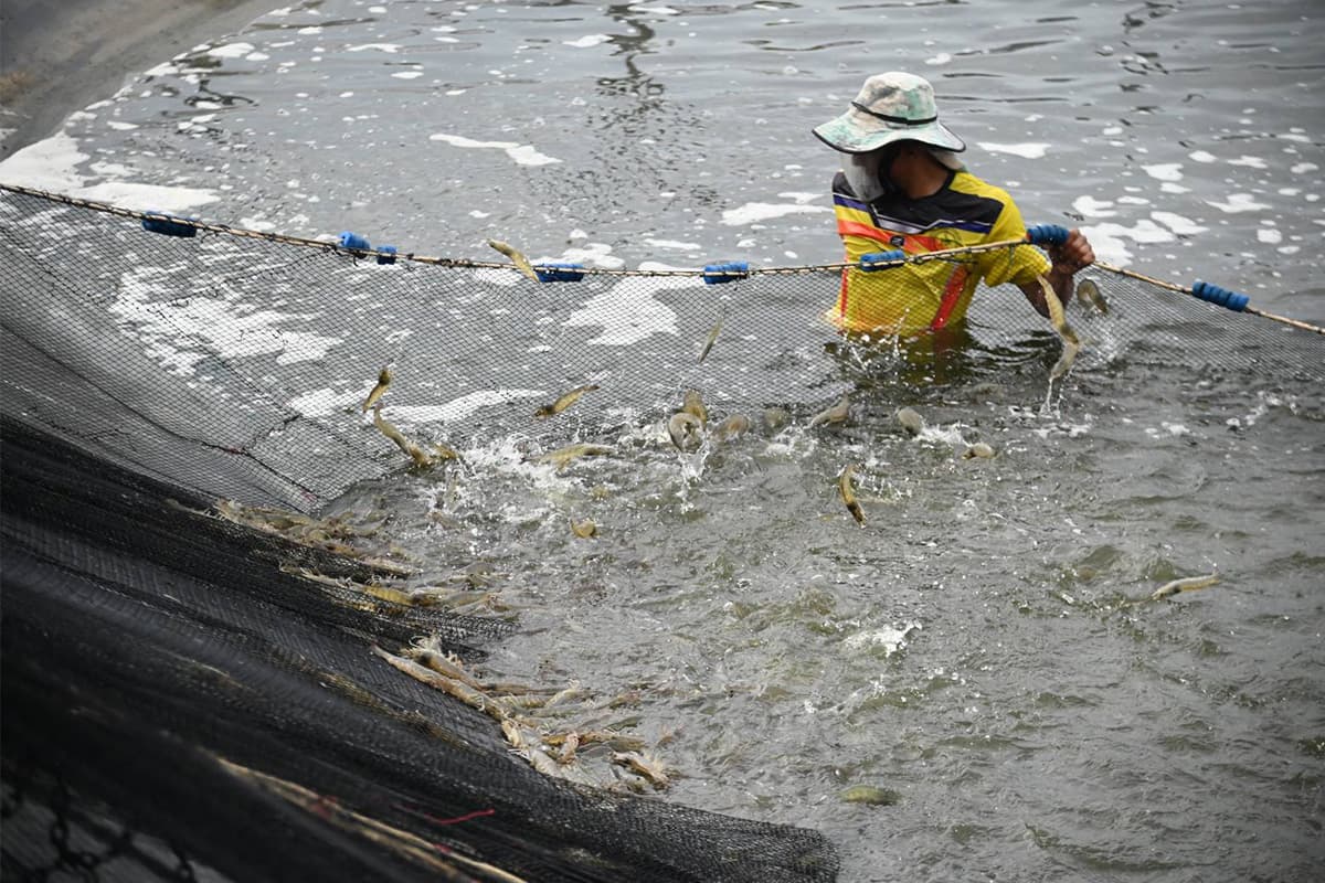 DIT_shrimp_distribution_point_Nakhon_Si_Thammarat_agricultural_SPACEBAR_Photo03_64ac19413c.jpeg