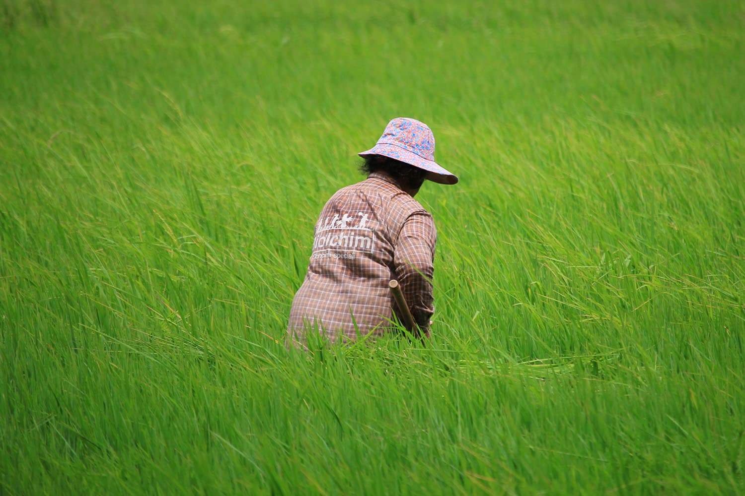 Economy_Farmers_receive_1000_baht_per_rai_government_has_set_limit_50billion_SPACEBAR_Hero_ae956b4a1d.jpg