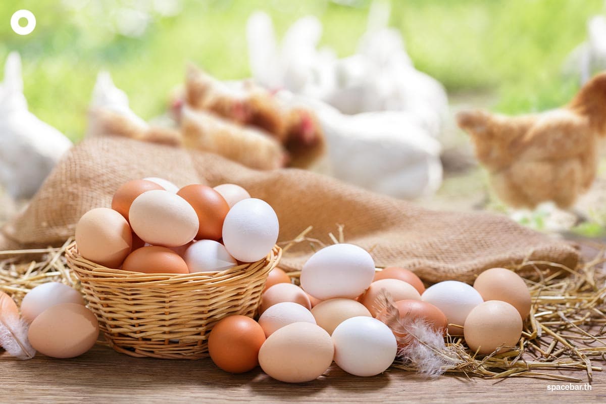 Egg_board_money_promote_production_action_plan_SPACEBAR_Photo01_a35fdc5be6.jpeg