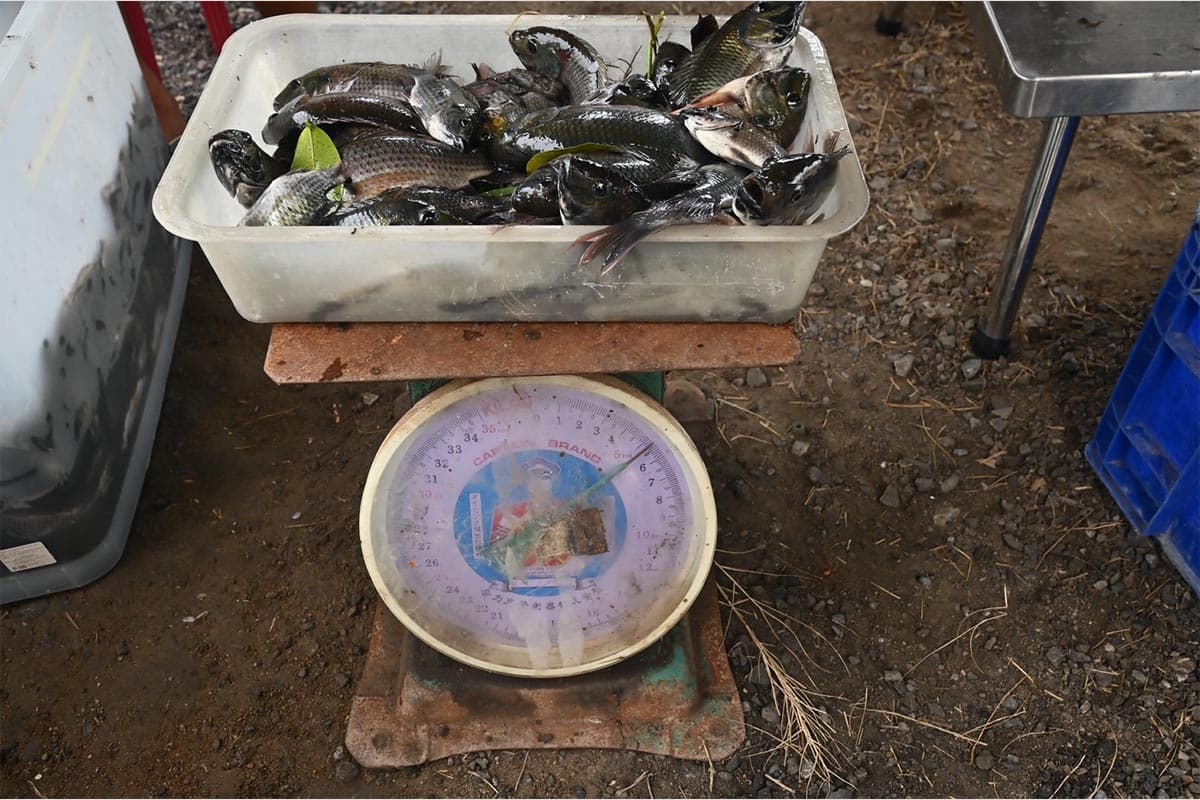 Government_D_Day_Operation_Eliminate_blackchin_fish_in_the_Bangkok_area_SPACEBAR_Photo05_f3a4d57dd8.jpg