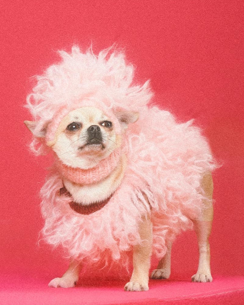 Gucci_pet_collection_Photo01_ee534d8480.jpeg