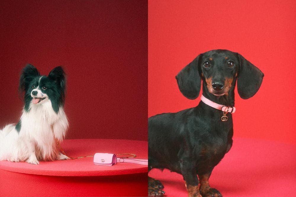 Gucci_pet_collection_Photo02_ca4de9e635.jpeg
