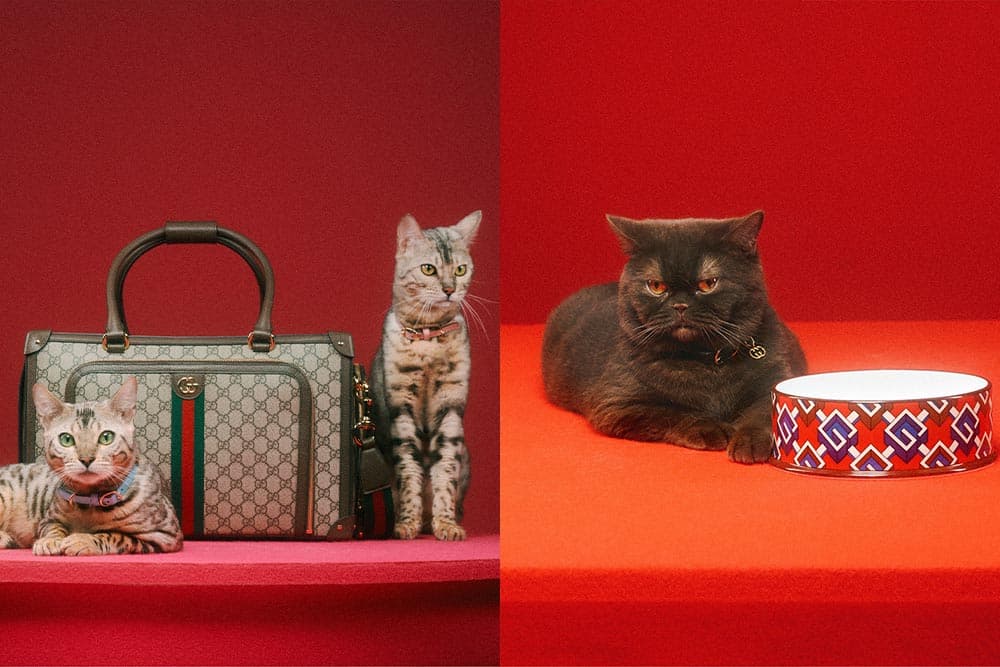 Gucci_pet_collection_Photo03_18d2a4f3c5.jpeg