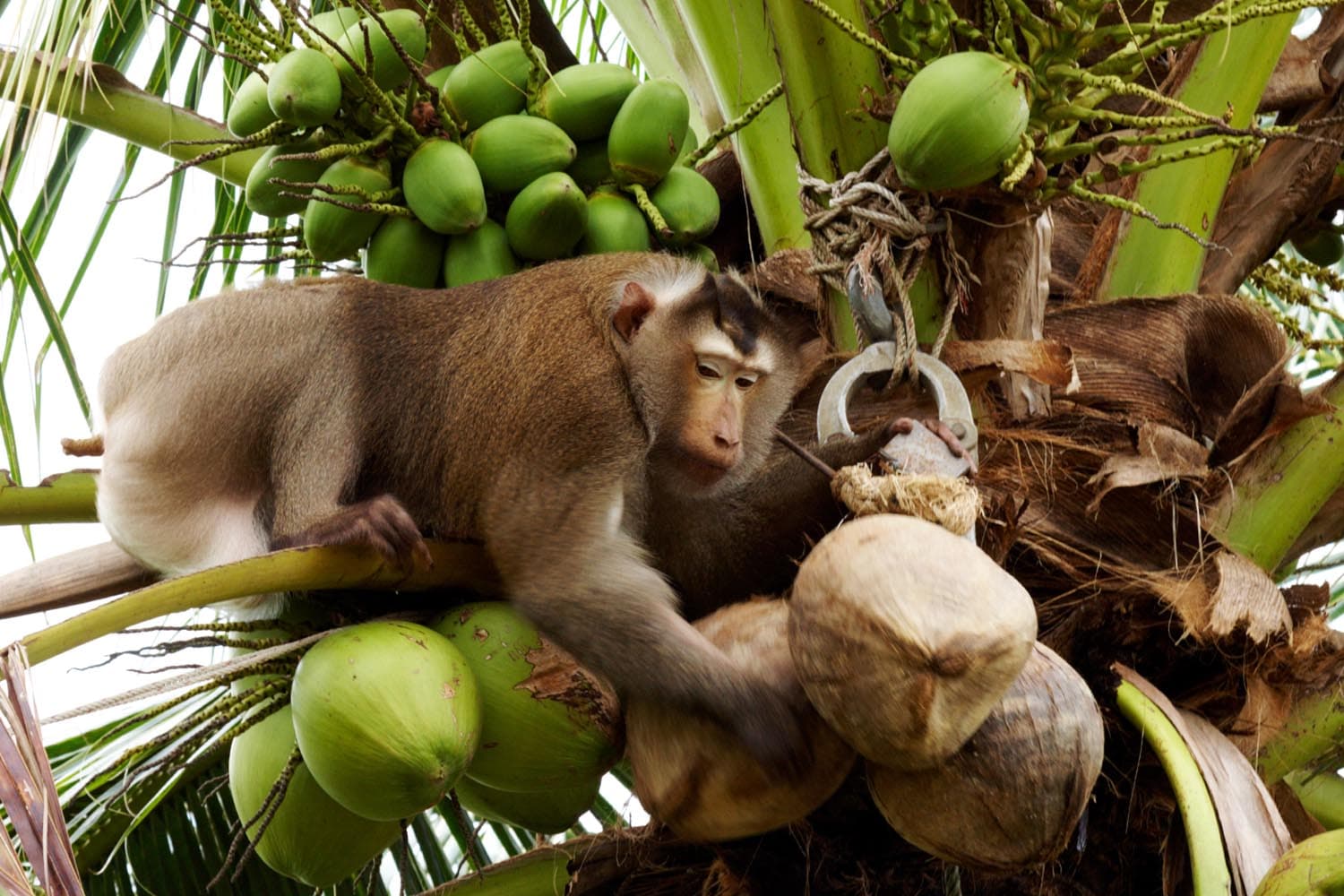 Hello_Fresh_drops_Thai_coconut_milk_Peta_monkey_labour_SPACEBAR_Hero_9e5125696d.jpeg
