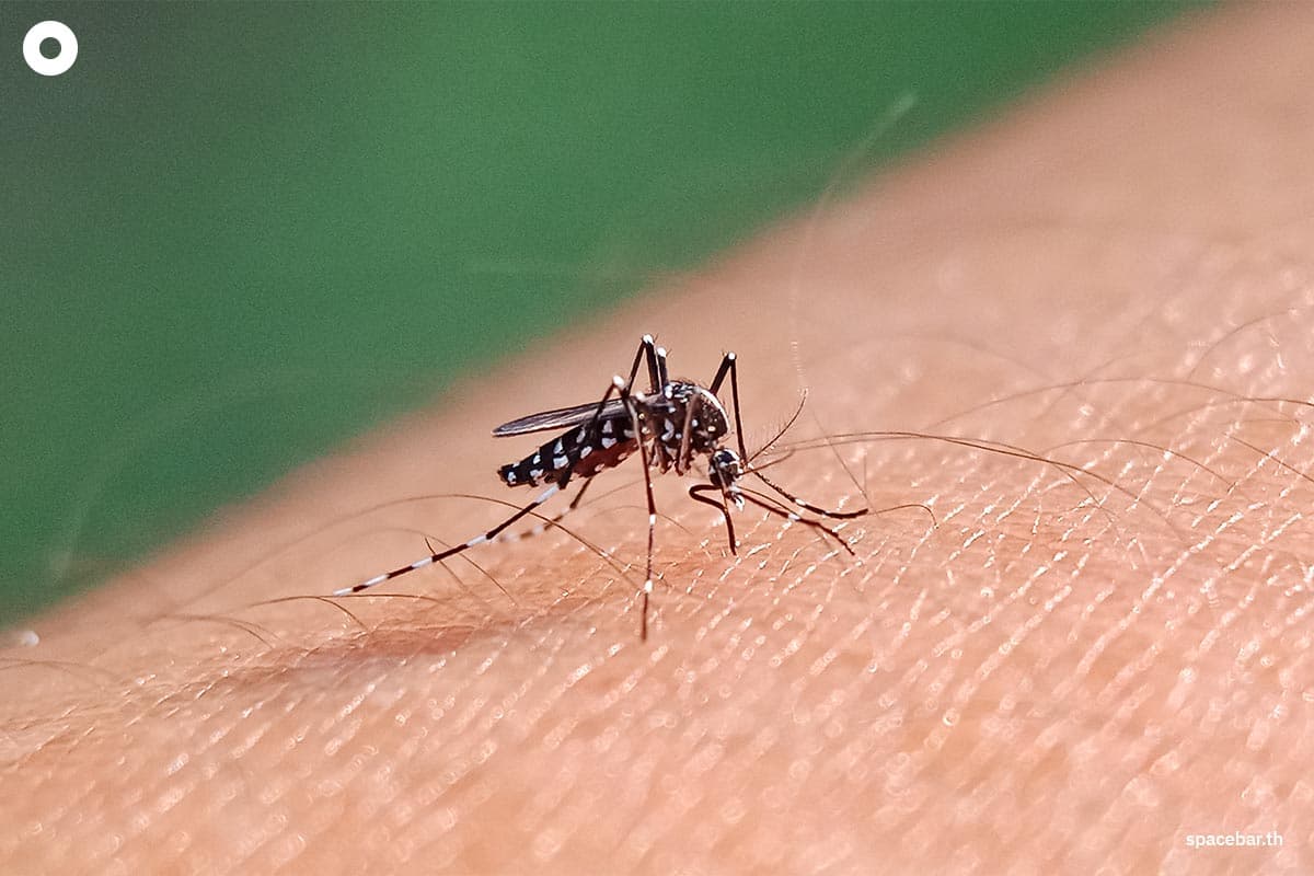 Herpes_zoster_vaccine_and_dengue_vaccine_are_needed_or_not_SPACEBAR_Photo01_ab8e3fee82.jpg
