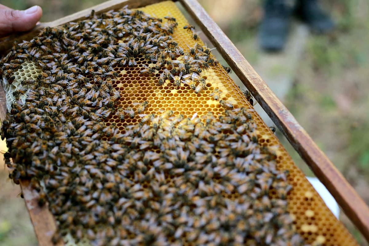 Honeycomb fences-in-Khon Kaen-offer-an-alternative-for-peaceful-coexistence-between-humans-SPACEBAR-Photo05.jpg