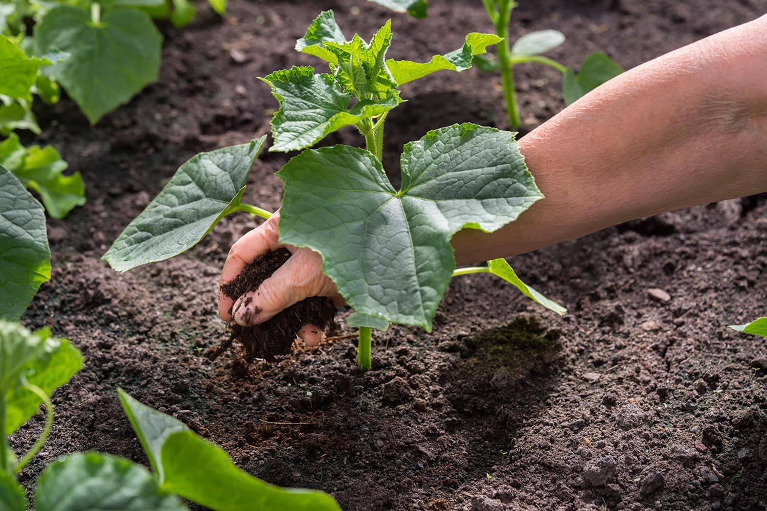 Human_Waste_is_Safe_for_Growing_Vegetables_SPACEBAR_Hero_286a7032a3.jpeg