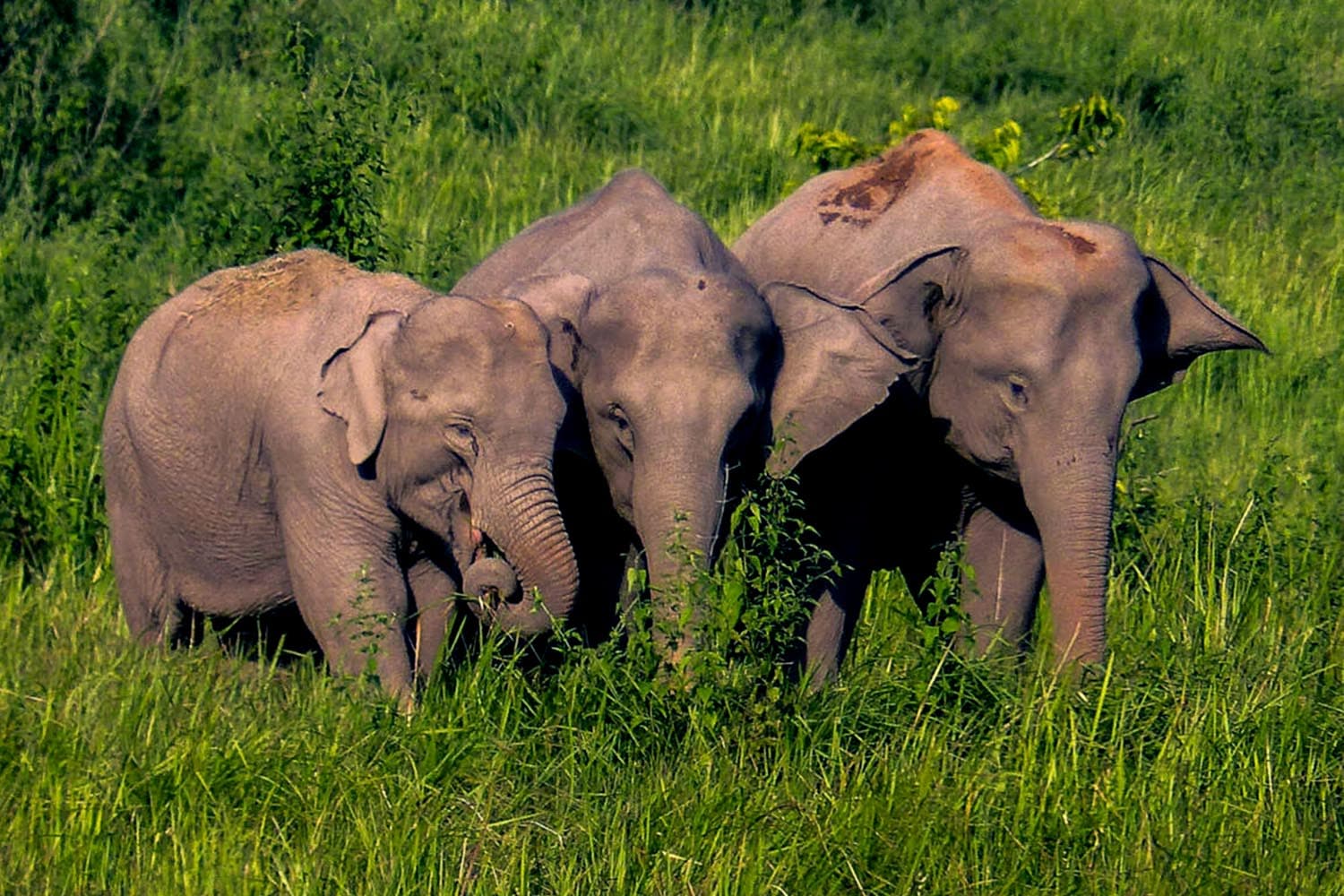Is_wild_elephant_birth_control_really_a_solution_to_the_problem_between_humans_and_elephants_SPACEBAR_Hero_6a1f760749.jpg