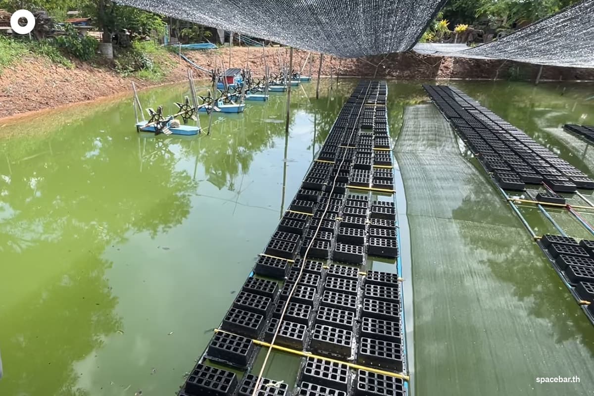 KhonKaen-turns-salty-rice-fields-into-black-crab-farms-for-income-generation -SPACEBAR-Photo05.jpg