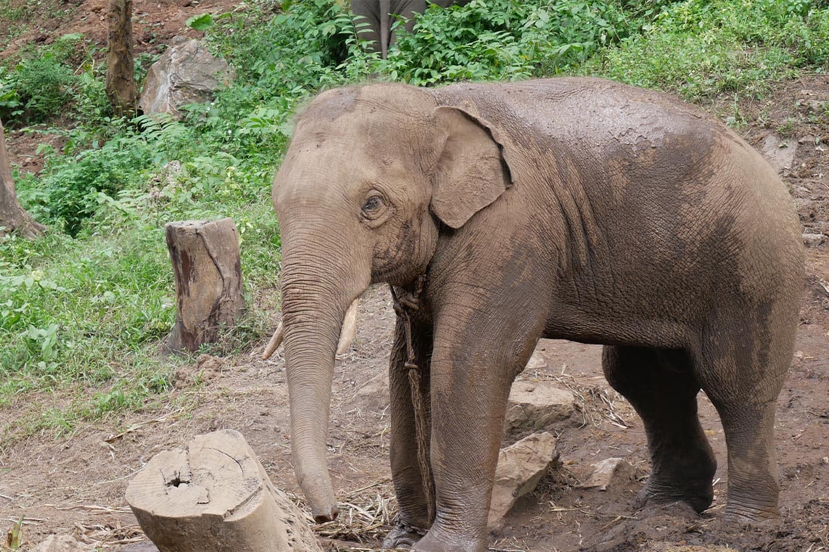 Look_at_the_Elephant_Plai_Dok_Kaew_Staying_comfortably_in_your_new_home_SPACEBAR_Photo01_e1c1949213.jpg