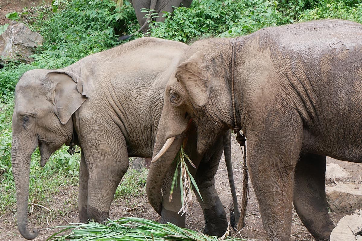 Look_at_the_Elephant_Plai_Dok_Kaew_Staying_comfortably_in_your_new_home_SPACEBAR_Photo02_50b895b3db.jpg