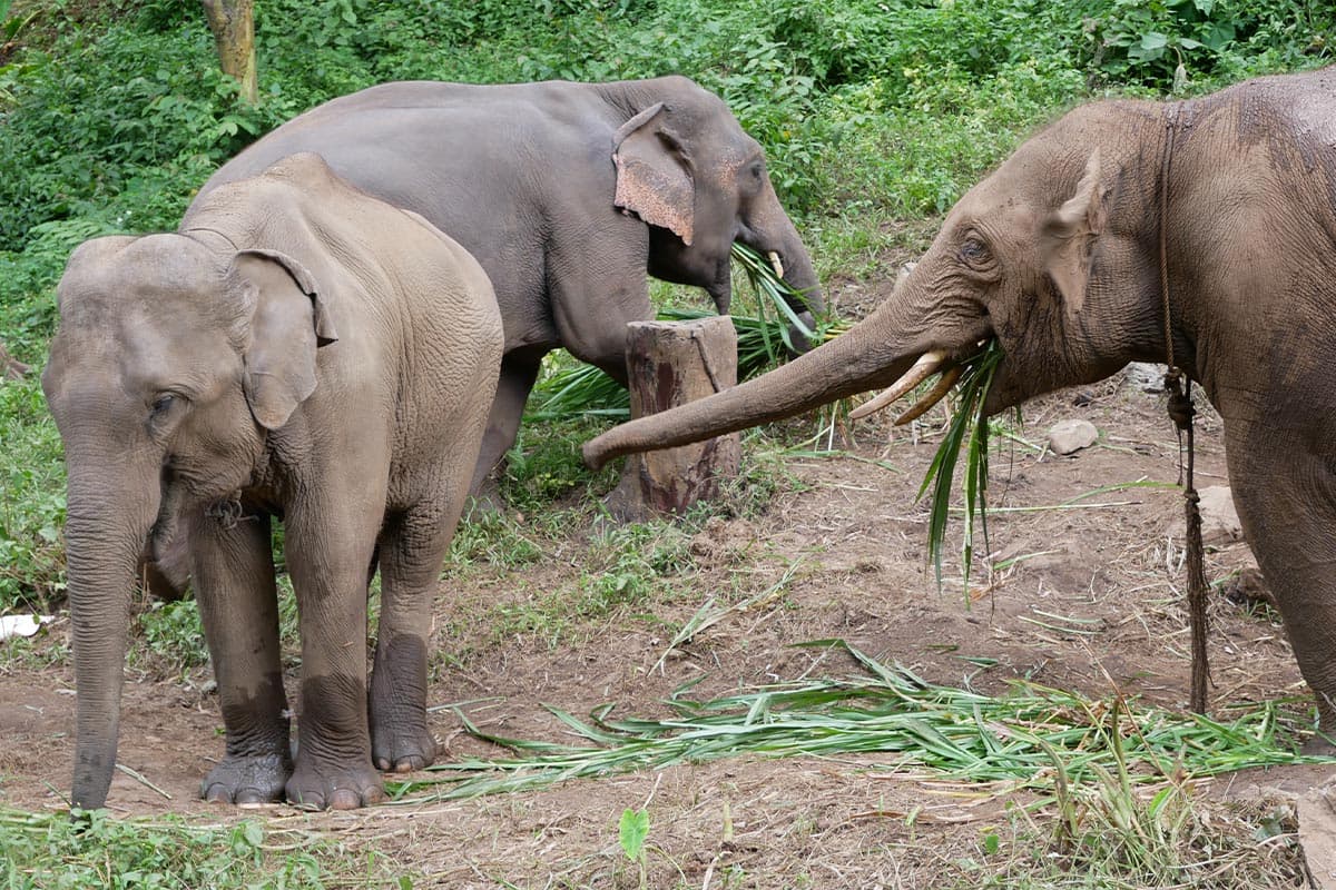 Look_at_the_Elephant_Plai_Dok_Kaew_Staying_comfortably_in_your_new_home_SPACEBAR_Photo03_4b06730285.jpg