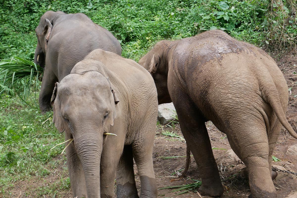 Look_at_the_Elephant_Plai_Dok_Kaew_Staying_comfortably_in_your_new_home_SPACEBAR_Photo04_56bd3fe7cf.jpg