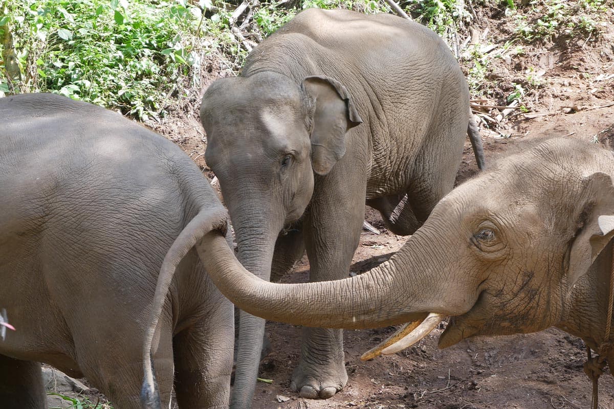 Look_at_the_Elephant_Plai_Dok_Kaew_Staying_comfortably_in_your_new_home_SPACEBAR_Photo07_f8bbb590fb.jpg