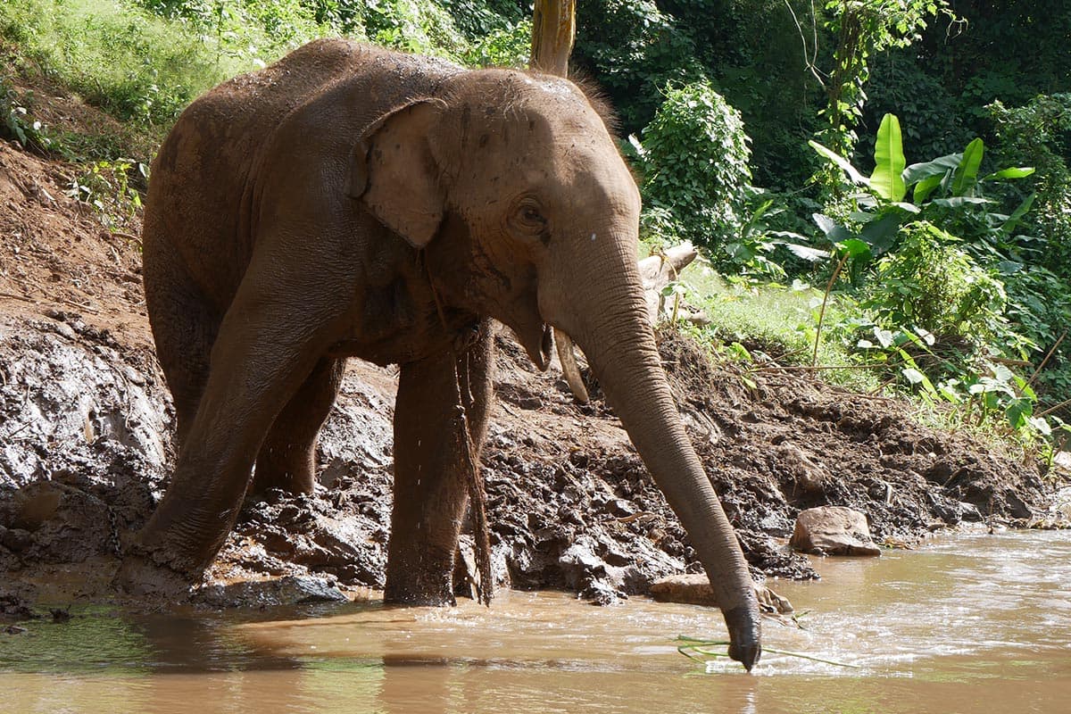 Look_at_the_Elephant_Plai_Dok_Kaew_Staying_comfortably_in_your_new_home_SPACEBAR_Photo08_30728f13b6.jpg