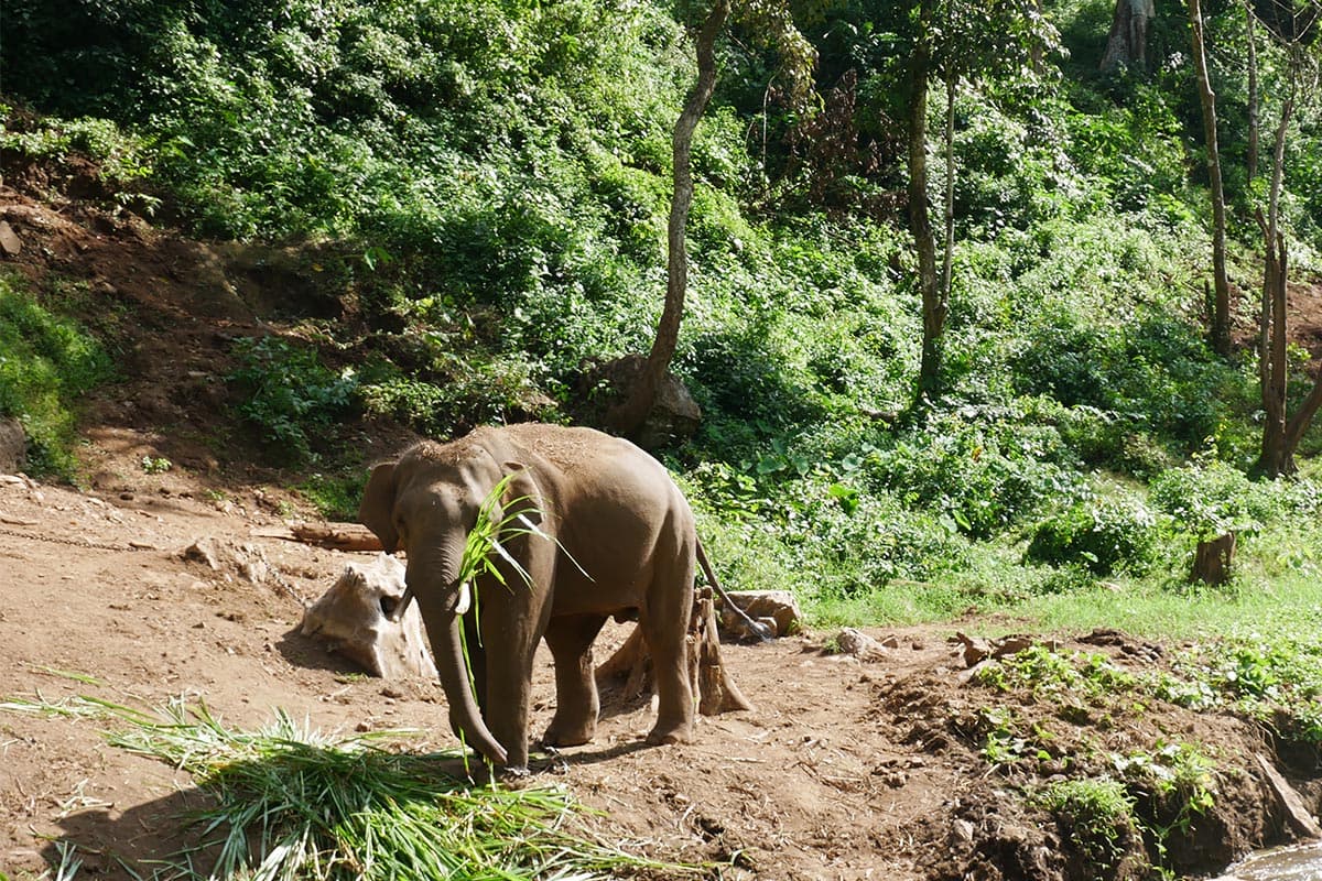 Look_at_the_Elephant_Plai_Dok_Kaew_Staying_comfortably_in_your_new_home_SPACEBAR_Photo10_362914ac69.jpg