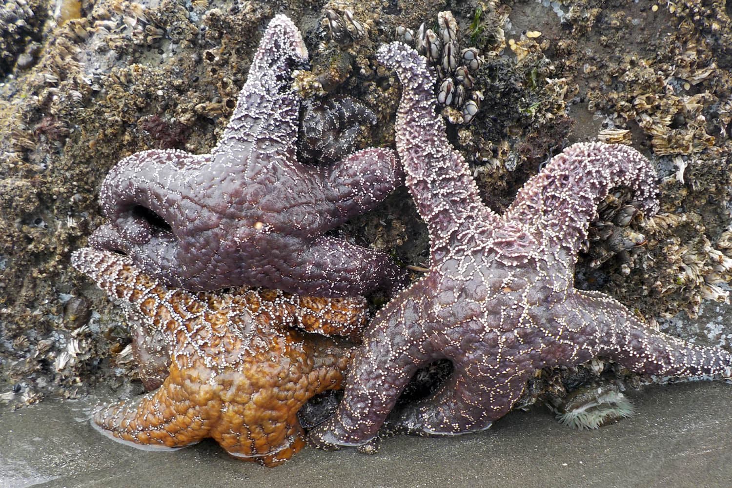 Marine_heat_waves_could_wipe_out_all_common_sea_stars_by_2100_SPACEBAR_Hero_dabb298026.jpeg