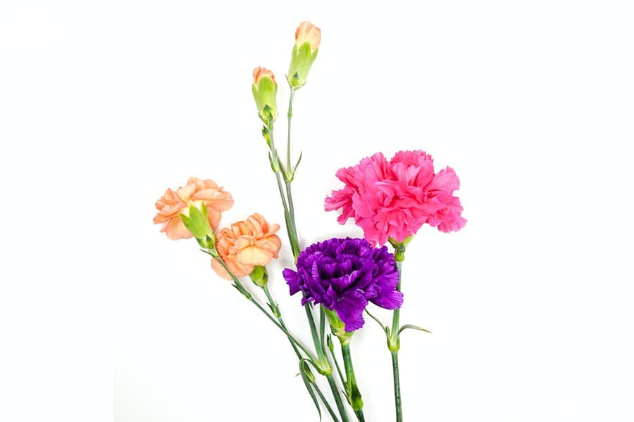 Meaning_of_flowers_SPACEBAR_Photo03_ed119a265c.jpeg