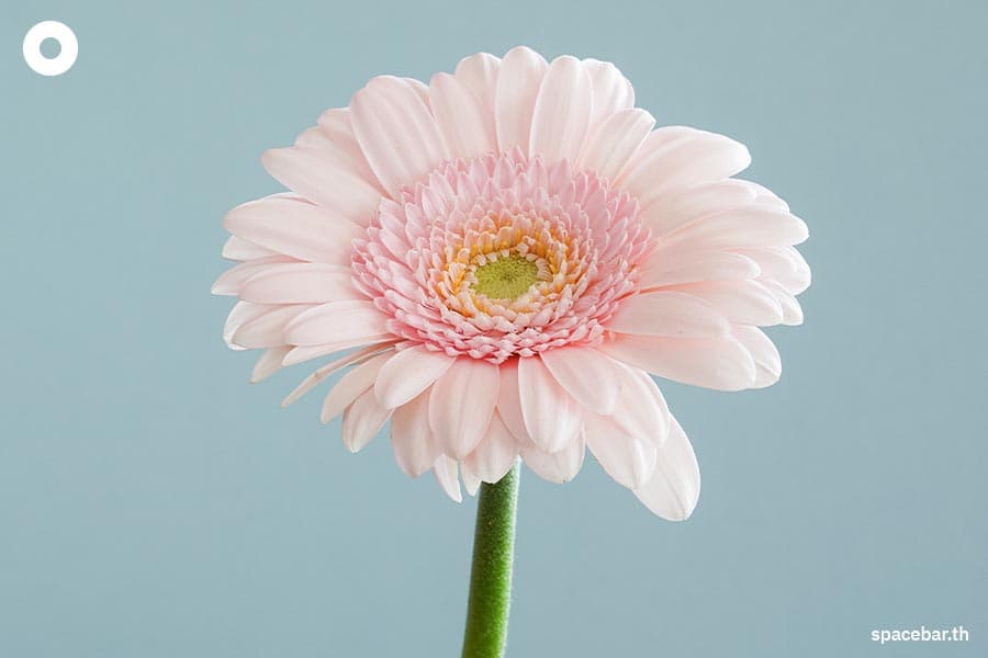 Meaning_of_flowers_SPACEBAR_Photo04_7a8d02cc24.jpeg