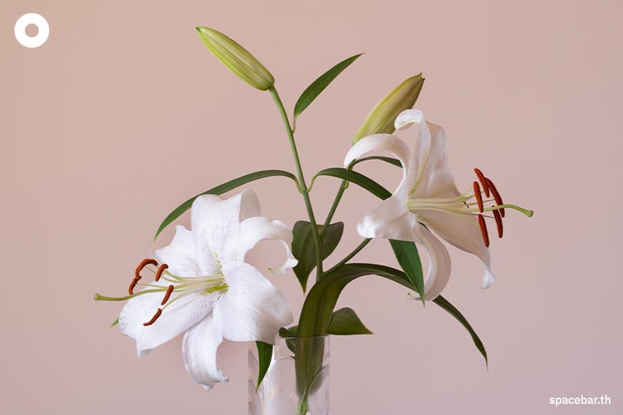 Meaning_of_flowers_SPACEBAR_Photo05_77f4df1e09.jpeg