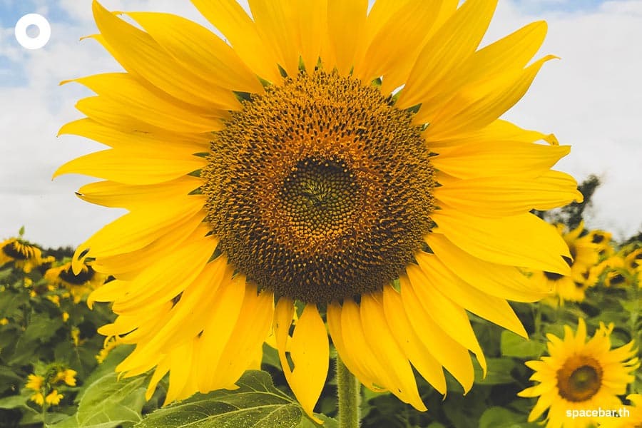Meaning_of_flowers_SPACEBAR_Photo06_8d398a5dc2.jpeg