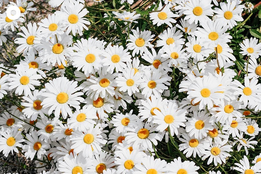 Meaning_of_flowers_SPACEBAR_Photo07_47a439c0e2.jpeg