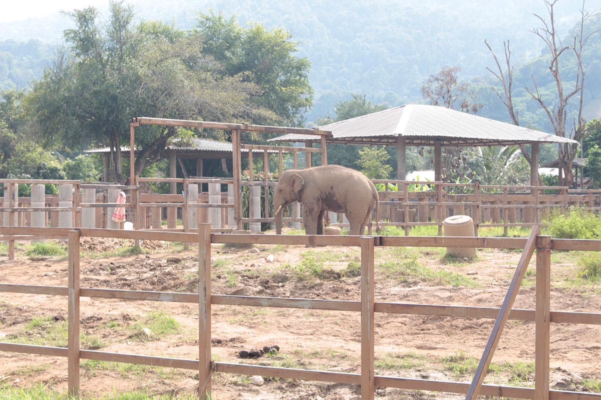 Mission_to_move_Plai_Dok_Kaew_elephant_to_a_new_home_SPACEBAR_Photo04_68db6d488e.jpg