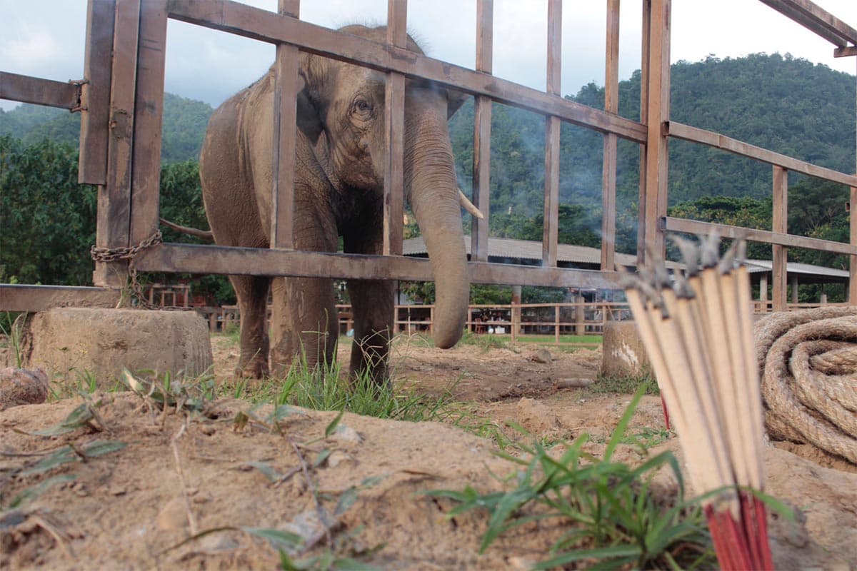 Mission_to_move_Plai_Dok_Kaew_elephant_to_a_new_home_SPACEBAR_Photo08_04af366b32.jpg