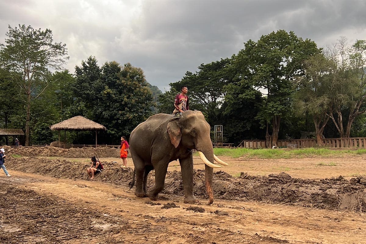 Mission_to_move_Plai_Dok_Kaew_elephant_to_a_new_home_SPACEBAR_Photo10_700bbba94d.jpg