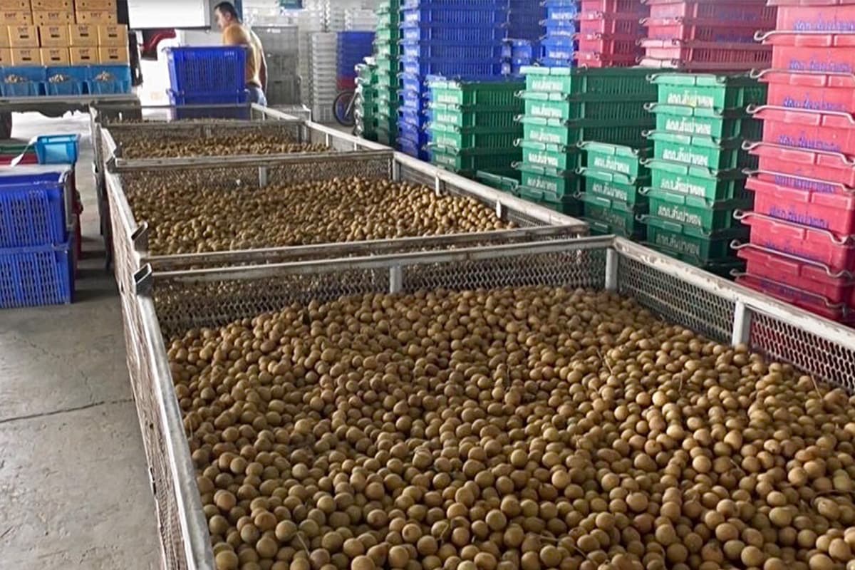 Moving-forward-to-solve-the-problem-of-falling-longan-prices-causing-SPACEBAR-Photo01.jpg
