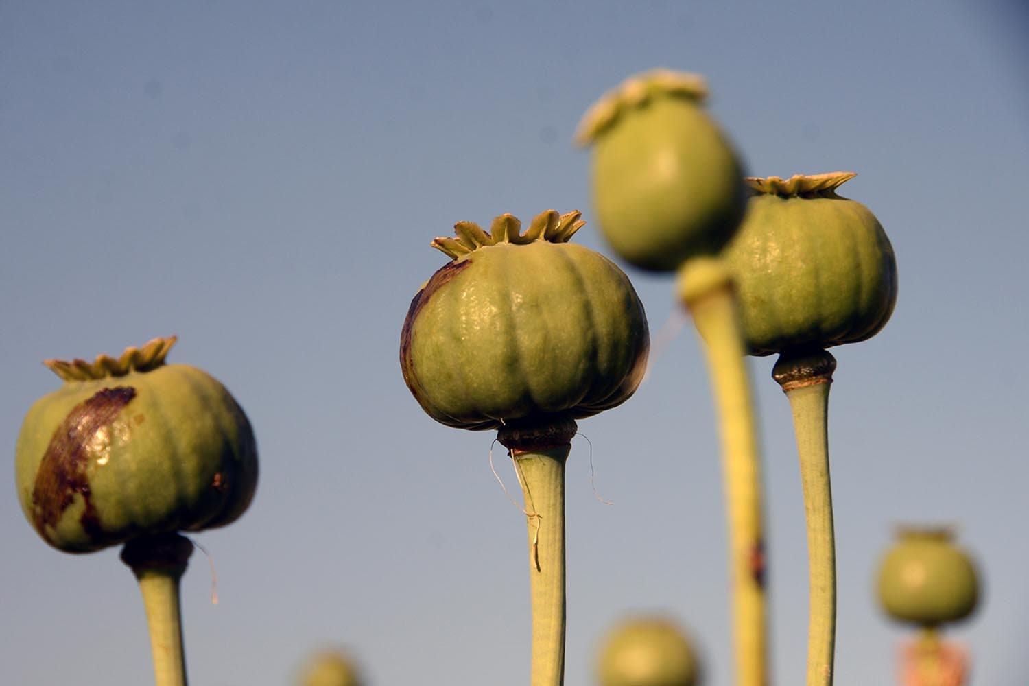 Myanmar_opium_farming_booming_after_coup_SPACEBAR_Hero_00b372e9bc.jpeg