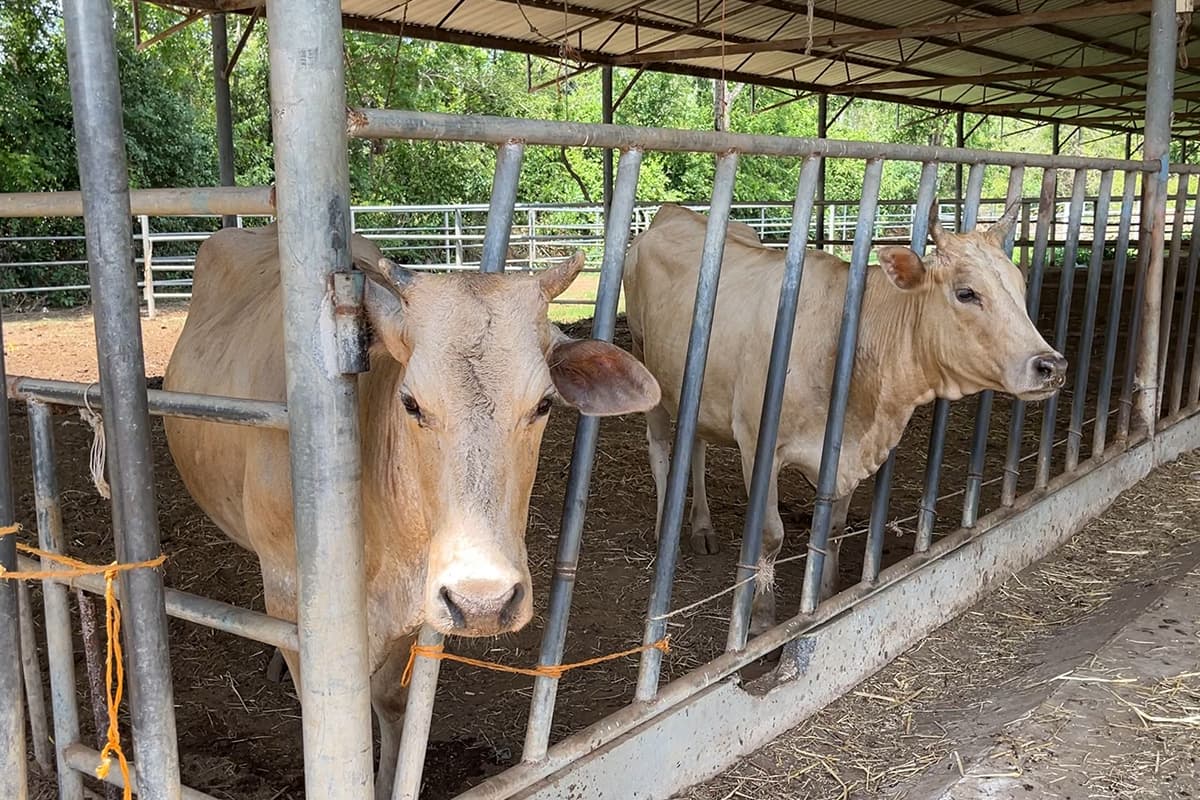 Northeast-overcomes-anthrax-crisis- pushing-Khon Kaen-to-become-a-beef-export-hub-SPACEBAR-Photo06.jpg