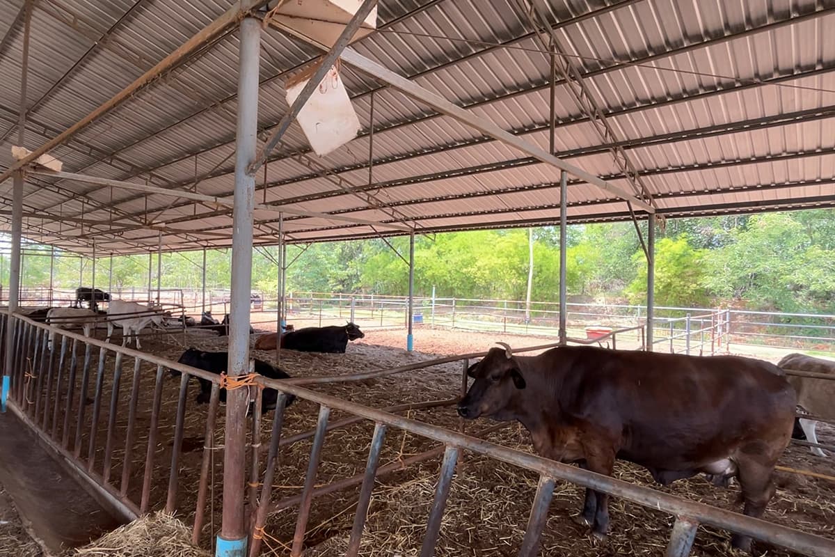 Northeast-overcomes-anthrax-crisis- pushing-Khon Kaen-to-become-a-beef-export-hub-SPACEBAR-Photo07.jpg