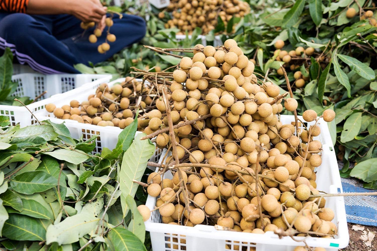 Northern_farmers_plan_to_cope_with_in_season_longan_glut_and_falling_prices_SPACEBAR_Hero_0139a8006d.jpg