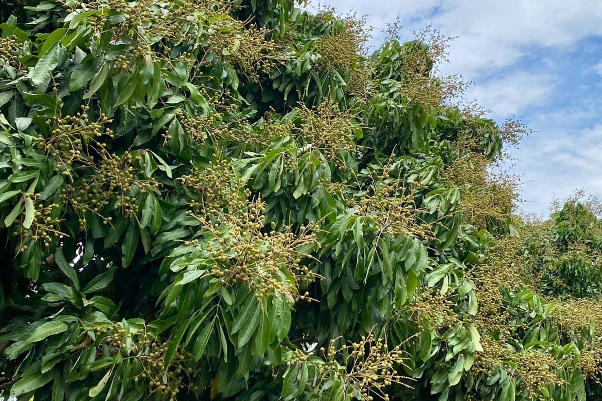 Northern_farmers_plan_to_cope_with_in_season_longan_glut_and_falling_prices_SPACEBAR_Photo01_793ca82066.jpg