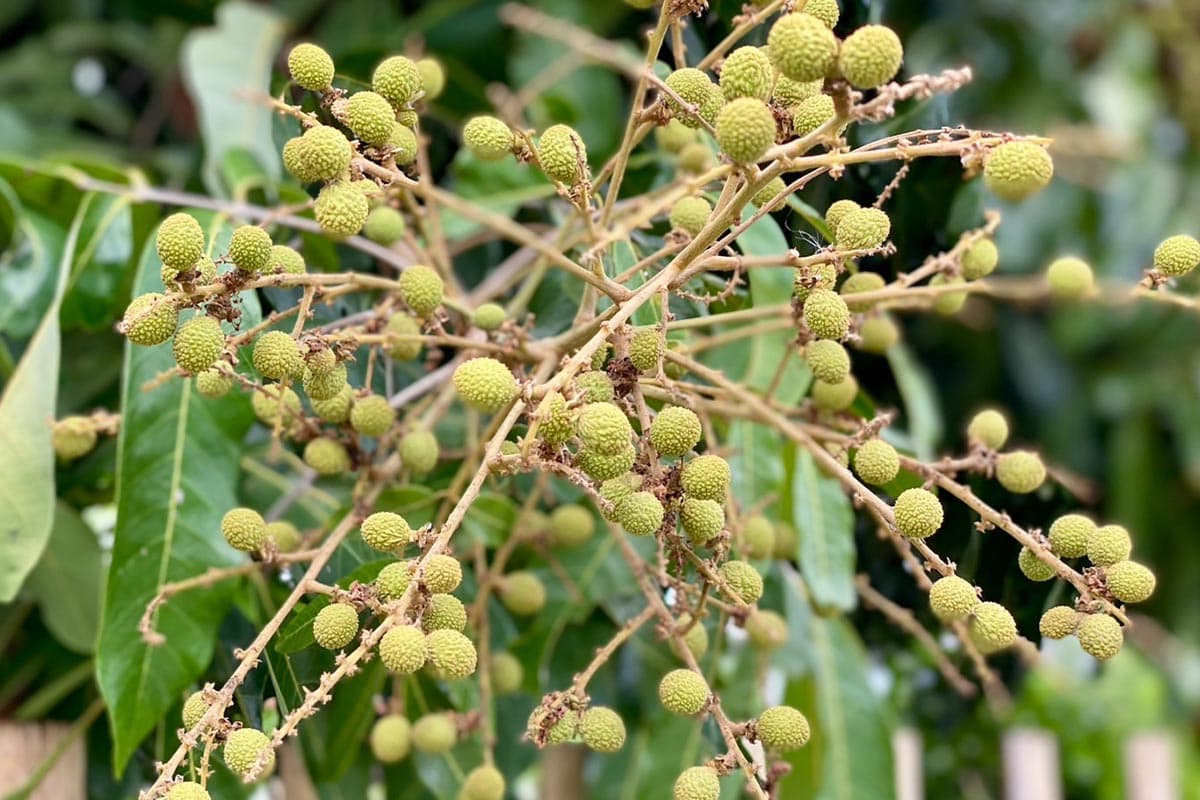 Northern_farmers_plan_to_cope_with_in_season_longan_glut_and_falling_prices_SPACEBAR_Photo02_7210b0a088.jpg