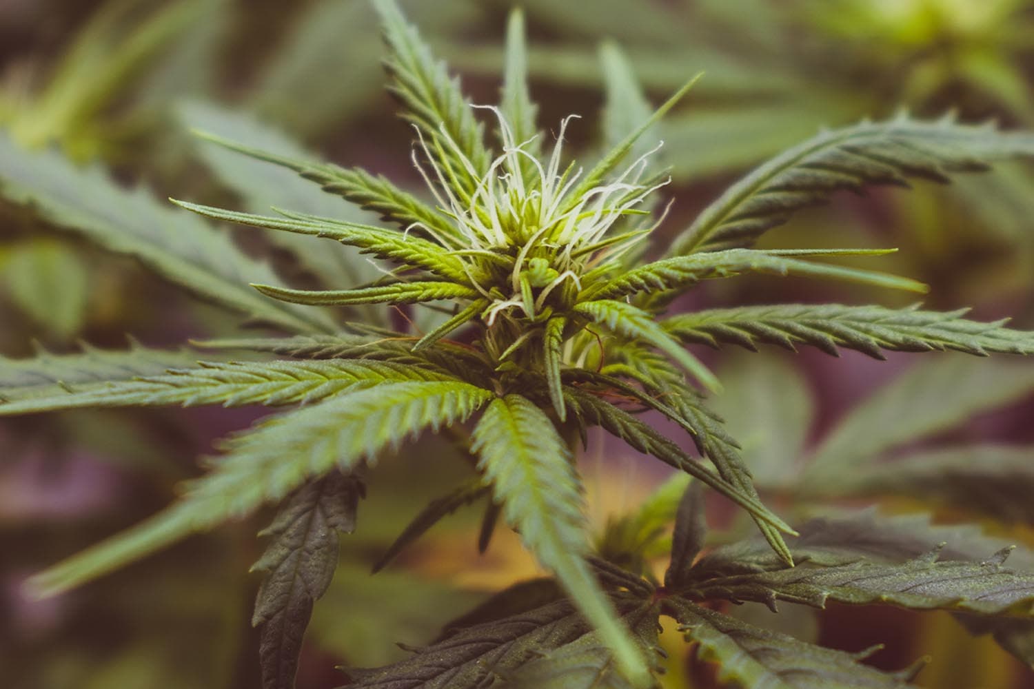 Oklahoma_voters_reject_legalizing_recreational_marijuana_SPACEBAR_Hero_6e90d86df2.jpeg