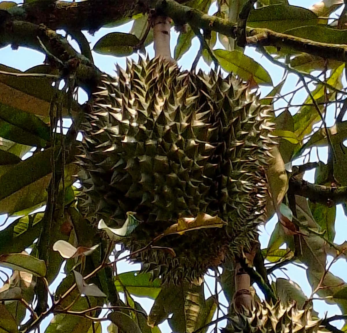 Overcoming-the-crisis-of-falling-durian-prices-SPACEBAR-Photo01.jpg