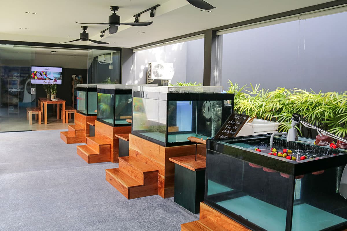 PR_J_and_W_Marriott_Banded_Cat_Shark_Conservation_Center_SPACEBAR_Photo02_9ce3184072.jpeg