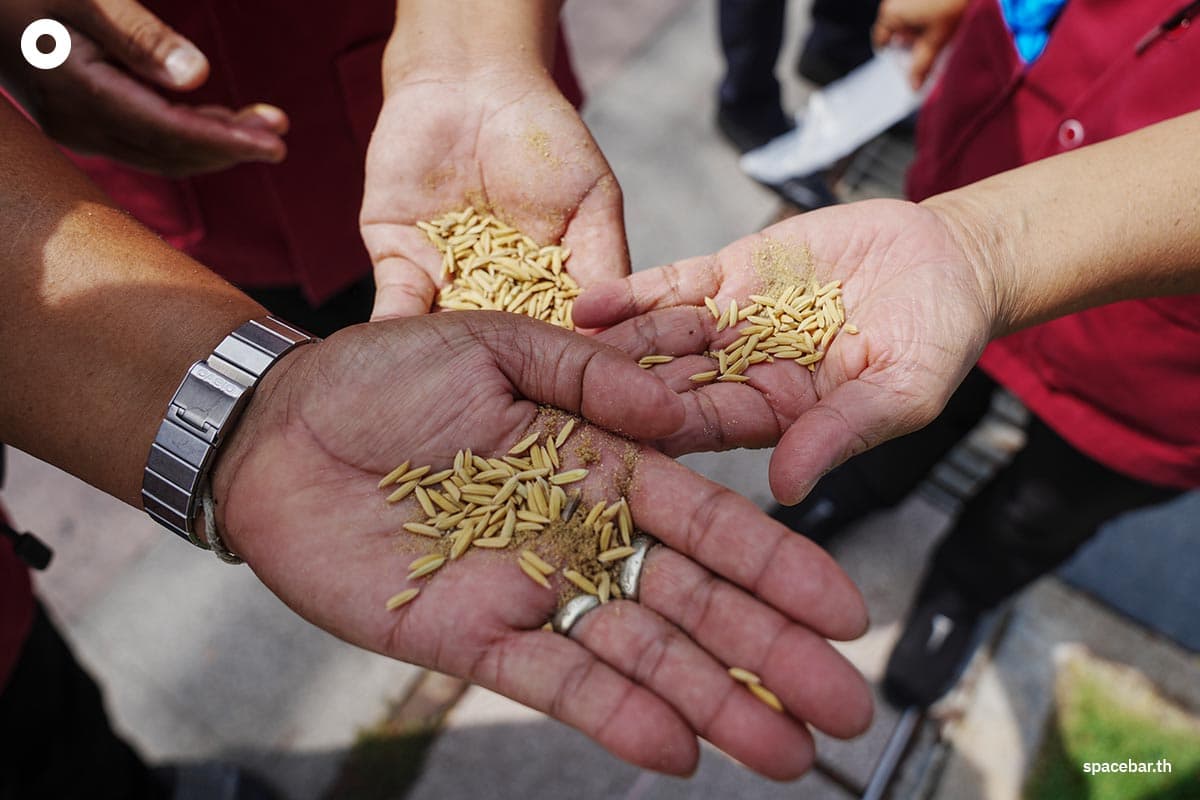 People_collecting_rice_seeds_after_The_Royal_Ploughing_Ceremony_SPACEBAR_Photo03_09f6b09260.jpeg